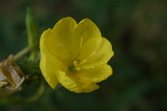 Oenothera biennis