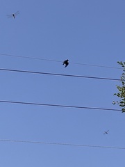 Eurystomus orientalis