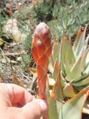 Aloe glauca