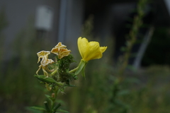Oenothera biennis