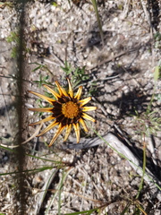 Gazania ciliaris