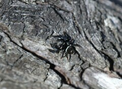 Zenodorus orbiculatus