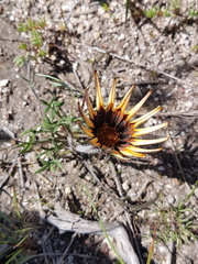 Gazania ciliaris