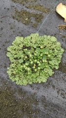Marchantia polymorpha ruderalis