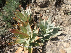 Aloe glauca