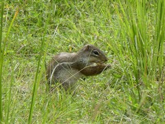Euxerus erythropus