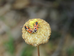 Melanerythrus mactans