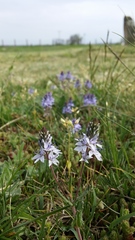 Veronica prostrata
