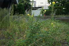 Oenothera biennis