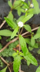 Eclipta prostrata