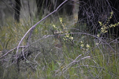 Acanthiza reguloides