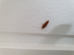 Ectobius vittiventris