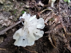 Sparassis spathulata