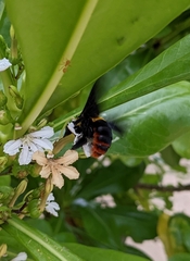 Xylocopa nobilis volatilis