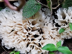 Sparassis spathulata