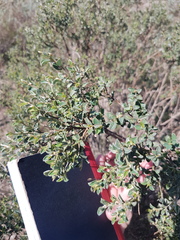 Podalyria microphylla