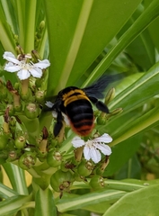 Xylocopa nobilis volatilis