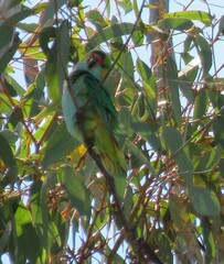 Parvipsitta porphyrocephala