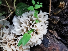 Sparassis spathulata