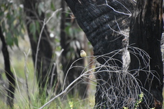 Acanthiza reguloides