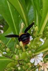 Xylocopa nobilis volatilis