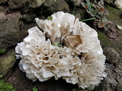 Sparassis spathulata