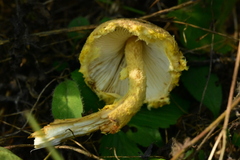 Lepiota clypeolaria