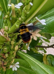 Xylocopa nobilis volatilis