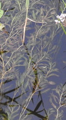 Potamogeton lucens