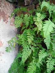 Dennstaedtia wilfordii