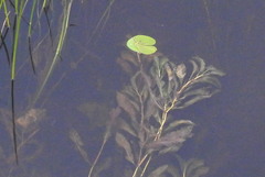 Potamogeton lucens