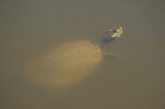 Emydura macquarii