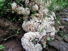 Sparassis spathulata