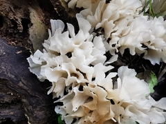 Sparassis spathulata