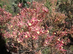 Leucadendron glaberrimum erubescens