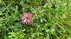 Trifolium medium