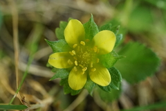 Potentilla hebiichigo