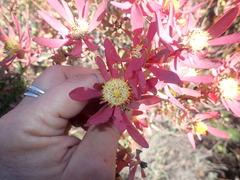 Leucadendron glaberrimum erubescens