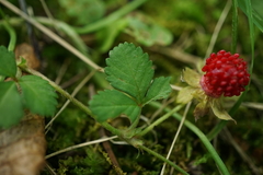 Potentilla hebiichigo