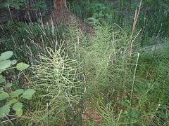 Equisetum