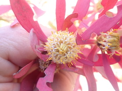 Leucadendron glaberrimum erubescens