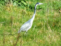 Ardea melanocephala