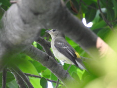 Ficedula zanthopygia