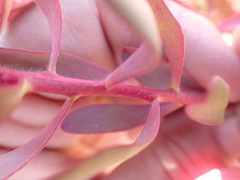 Leucadendron glaberrimum erubescens