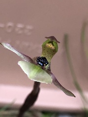 Chiloglottis trapeziformis