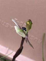 Chiloglottis trapeziformis