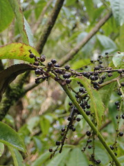 Schefflera digitata