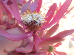 Leucadendron glaberrimum erubescens