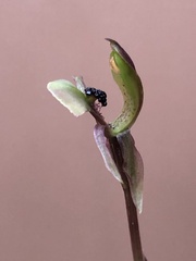 Chiloglottis trapeziformis