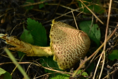 Lepiota clypeolaria